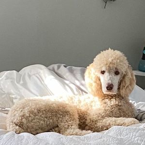 Meet your Posher, Beverly